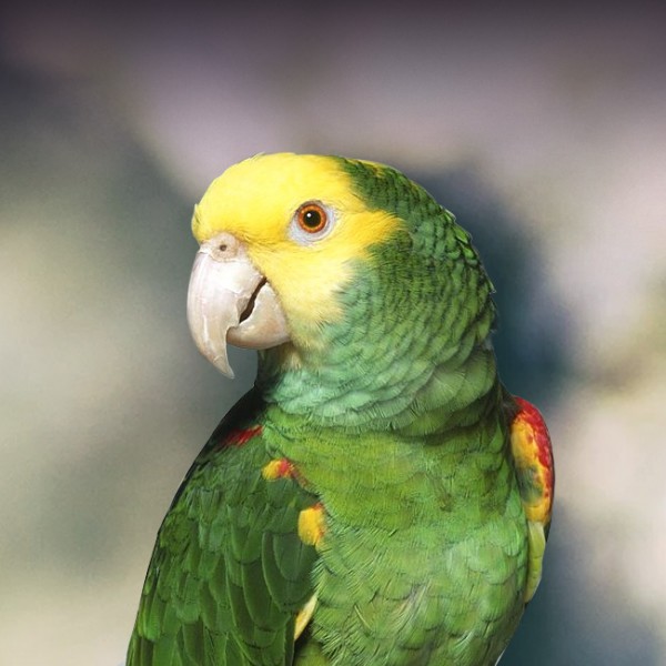 Double Yellow-Headed Amazon Parrot